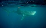 Djibouti - Whale Shark in Djibouti - 27